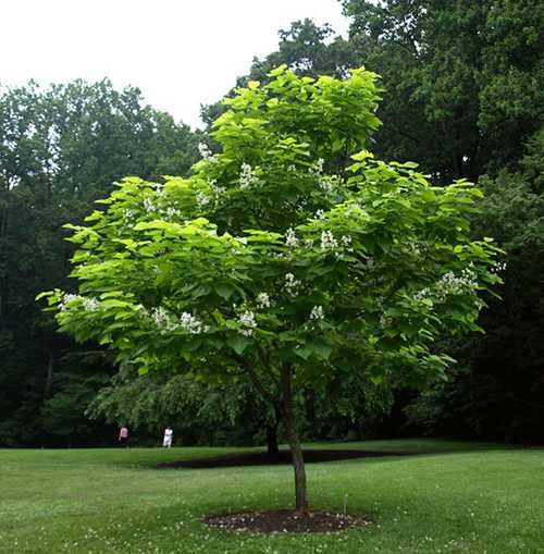 Катальпа бигнониевидная 3 метра