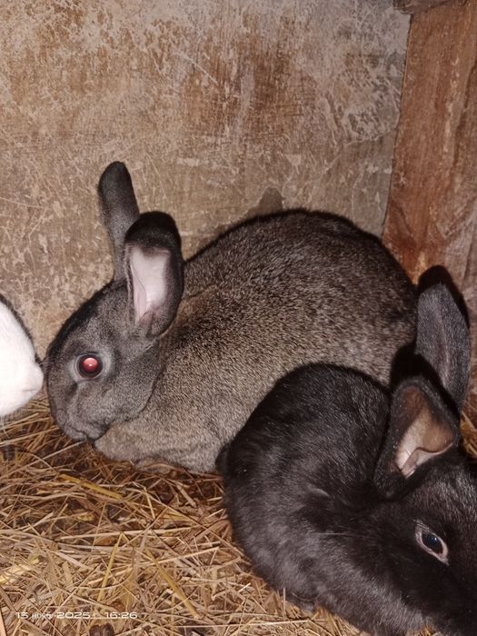 Продам кролів різного віку