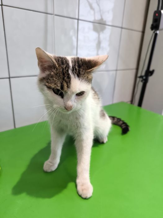 Uratowany Kulfon kocha całym sobą,koci ideał,adoptuj,wesoły,młody,kote