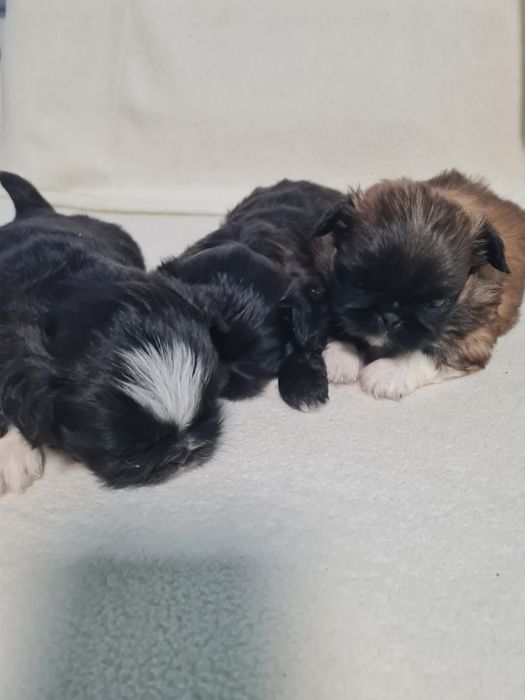 Пекінес королівський міні