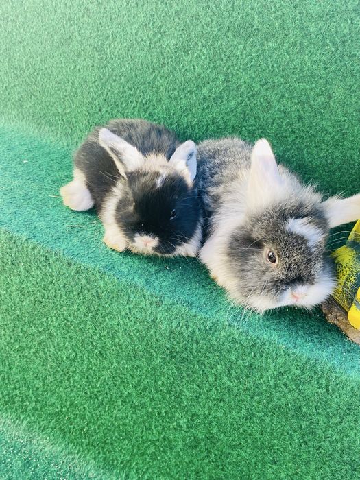 Coelho anao mini lop