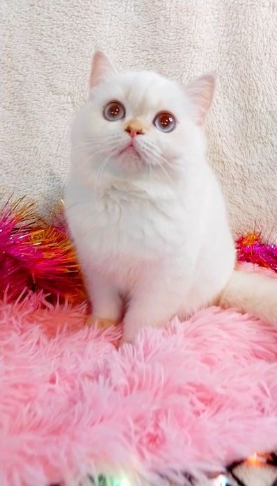 Справжній плюшевий біленький ведмедик дівчинка шиншилка