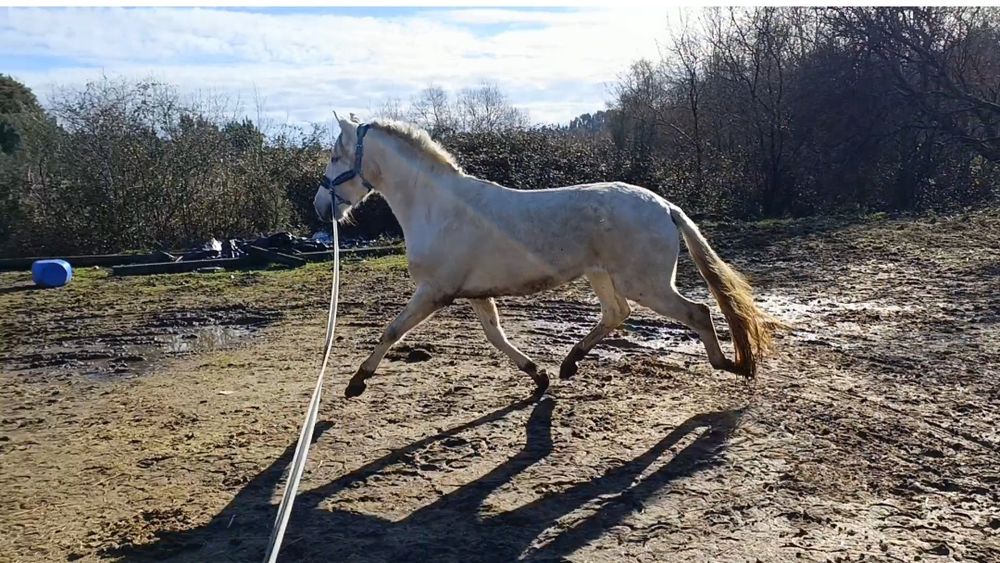 Para venda  ou trocacavalo PSL
