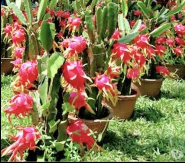 Promoção, Pitayas enraizadas disponíveis