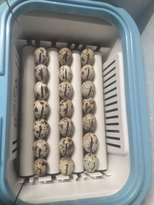 Inkubator do jaj  automatyczny