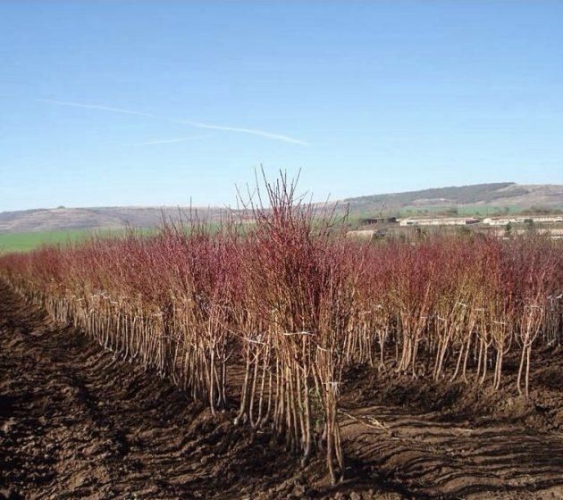 Продам Саджанці плодових/ Саженцы фруктовых деревьев / Опт