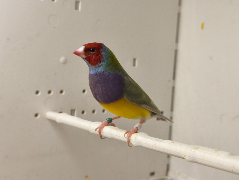 Amadyna Wspaniała Samiec Pastel Zielony