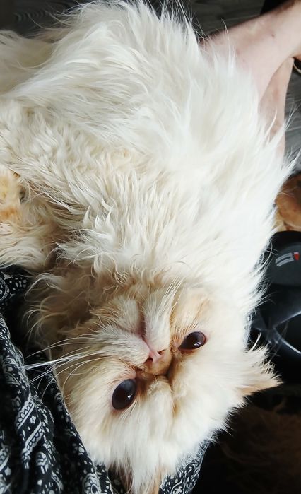 Вязка. Розмноження.Персидський кіт.