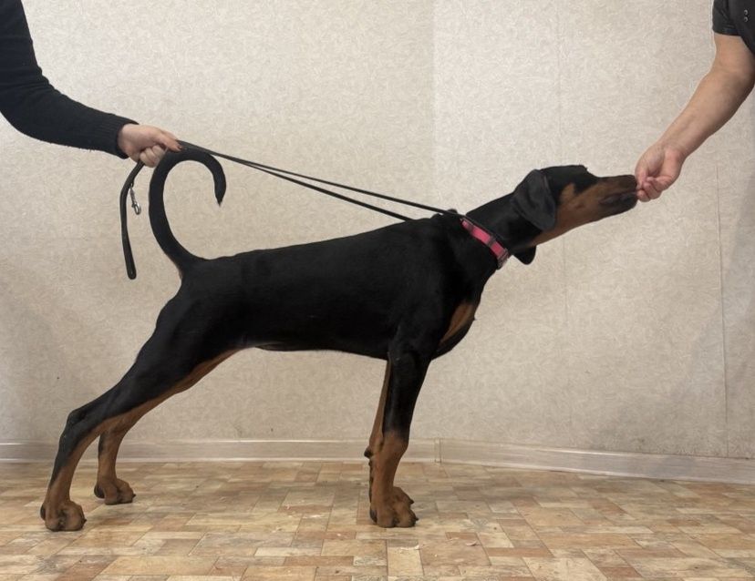 Отличные  щенки добермана