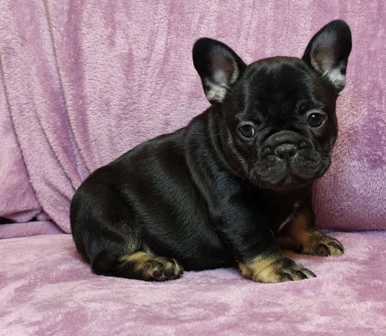 Чудовий француз чорний