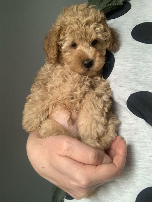 Хлопчики і дівчатка  той пуделятка