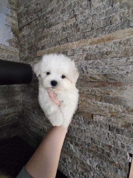 Ласкавий хлопчик КСУ