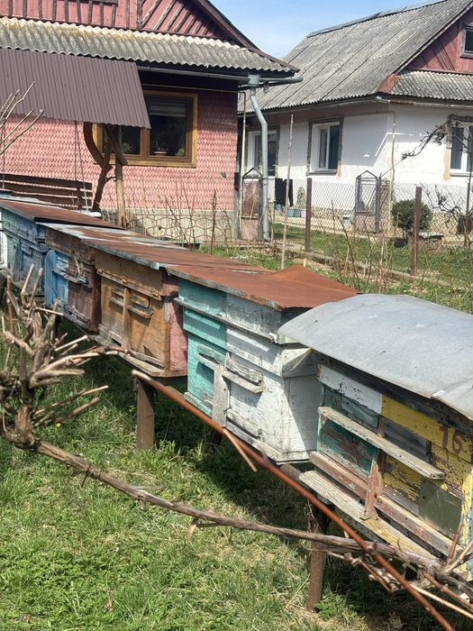 Вулики вулик для бджіл