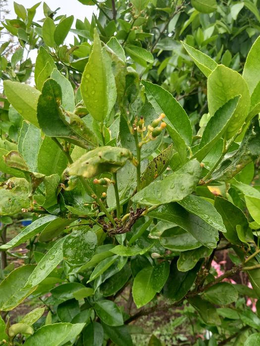 Arvore de limas/limeira
