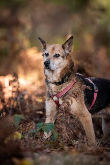 Lagertha pilnie potrzebuje domu ADOPCJA