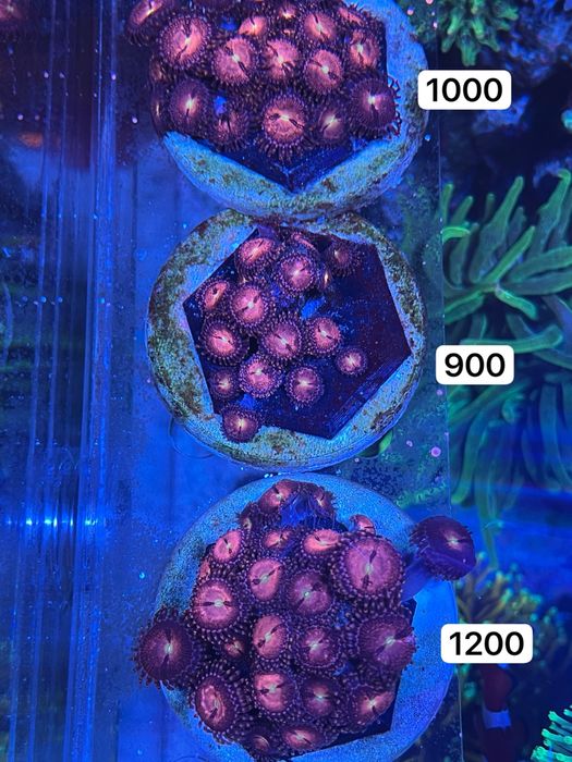 Корали мʼякі морський акваріум