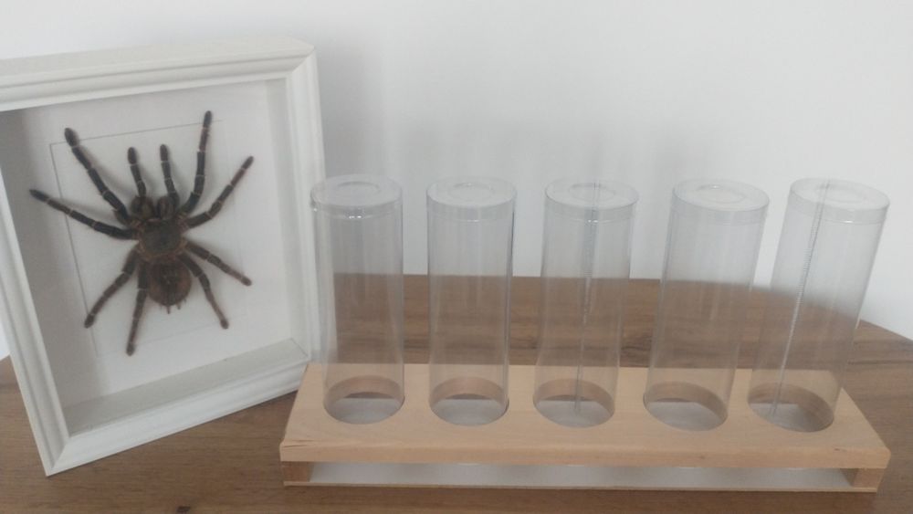Zestaw hodowlany. Ptasznik, modliszka. Terrarium.
