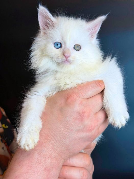 Неймовірний хлопчик