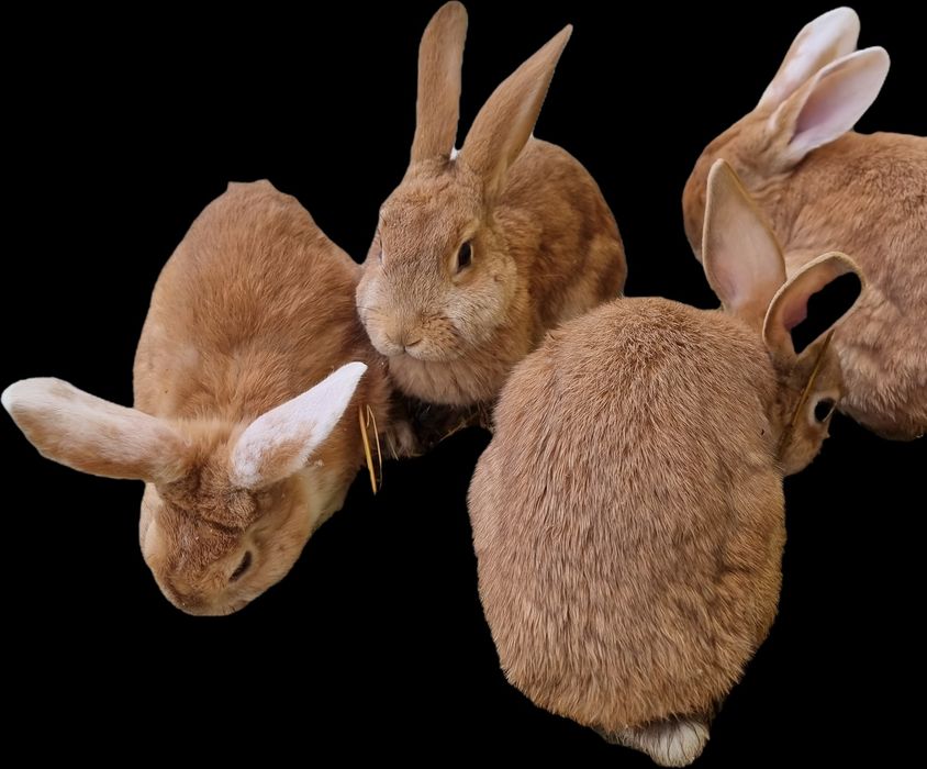 Кролики 4 місяці