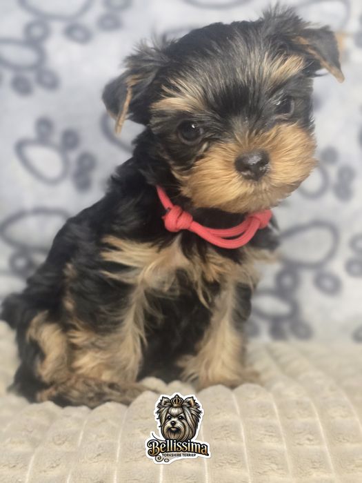 Yorkshire Terrier PIESEK Gotowy do ODEBRANIA Warszawa