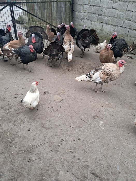 Sprzedam Indory,perliczki,kaczory