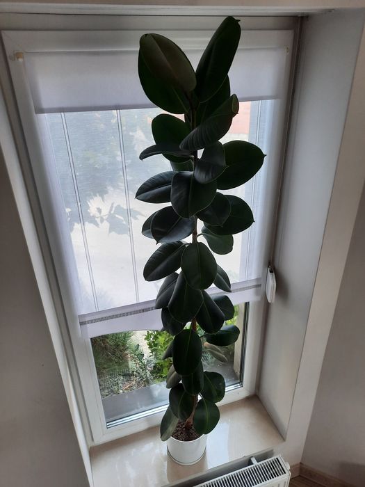 Fikus sprężysty figowiec 180 cm