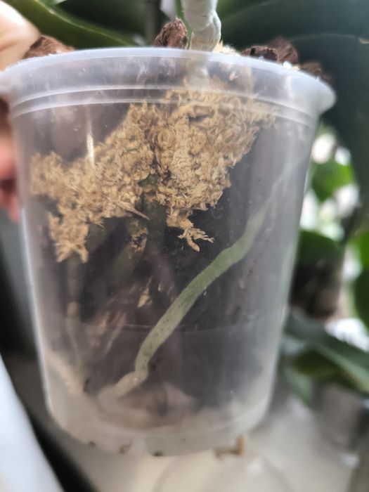 Орхідея мультіфлора