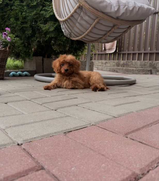 Cavapoo chłopak misiaki