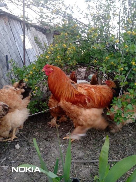 продаю  петух Брама, пари кур, цыплята, яйца на инкубацию