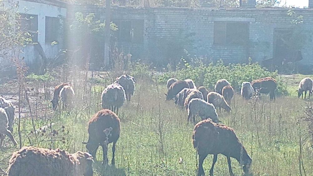 Продам овцы и бараны вівці та барани
