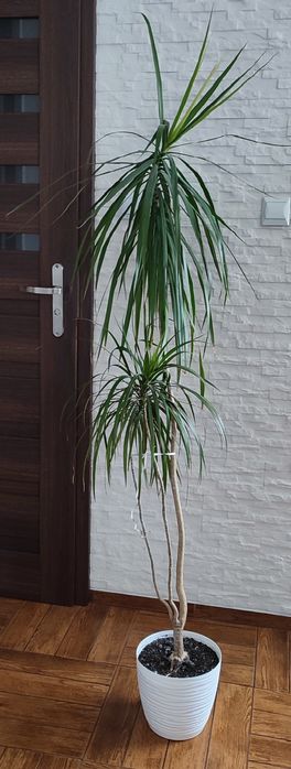 Super dracena doniczkowa  około 170cm