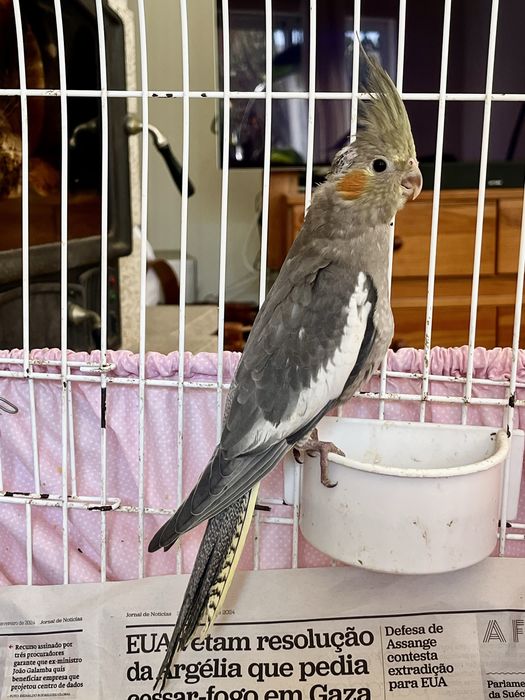 Vendo caturras. 3 fêmeas e o amarelo só com exame de ADN