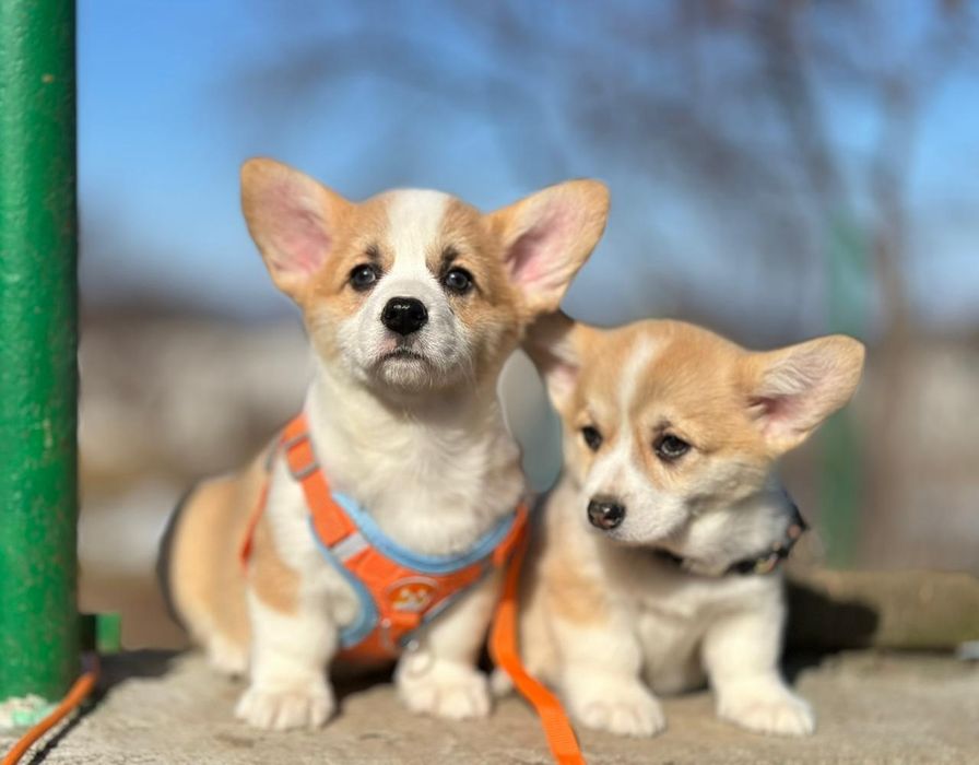 Харизматичні цуценята вельш коргі пемброк