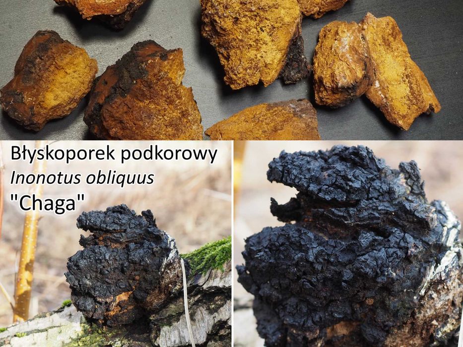 Błyskoporek podkorowy  [czaga, chaga] - duże, suszone kawałki