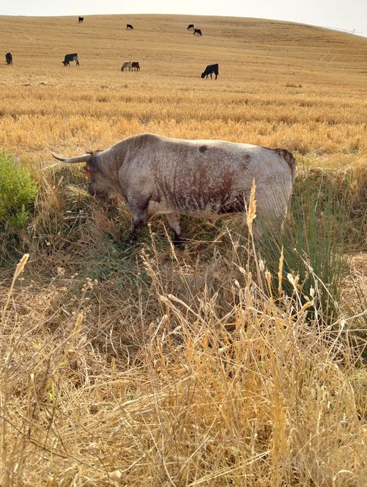 Vendo boi martolengo