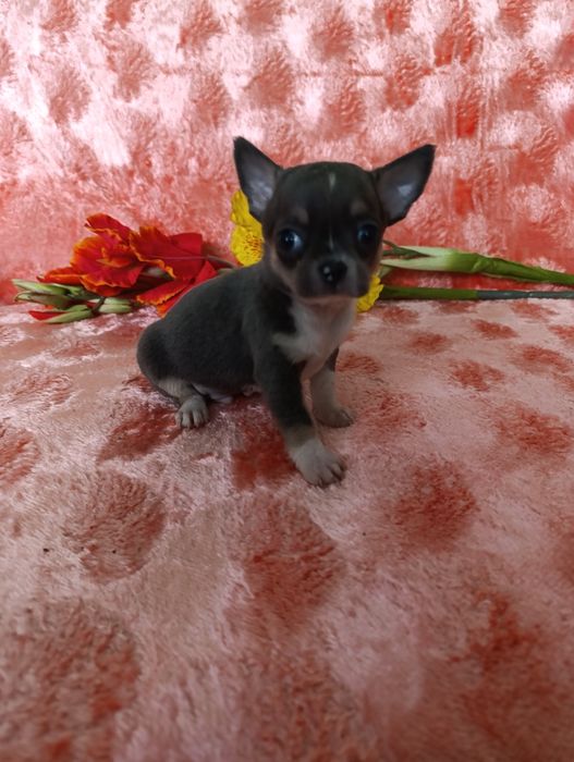 Хлопчина вишуканого блакитного окрасутний