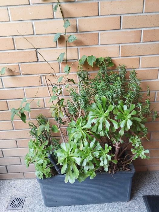 Vaso de exterior com plantas