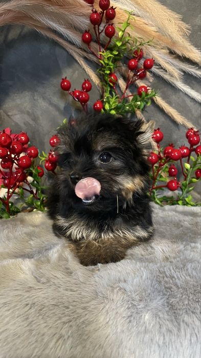 Йорочка-міні дівчинка