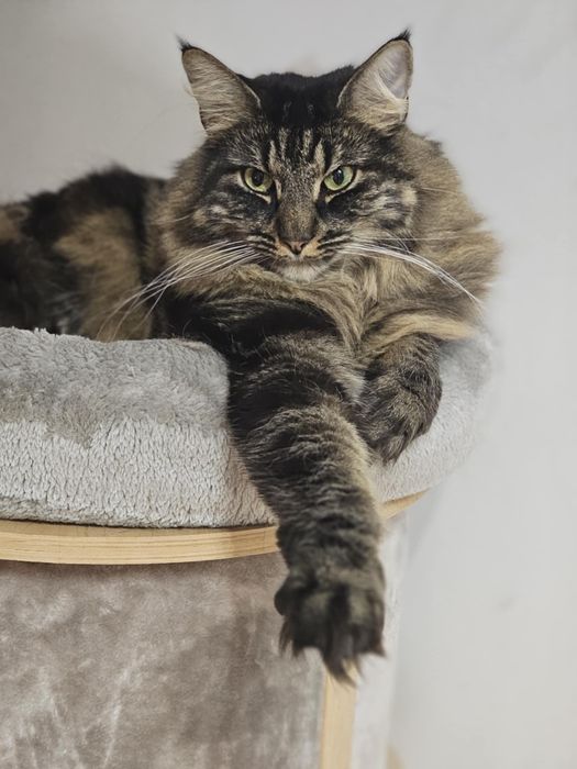 Kot Henryk uroczy przytulas