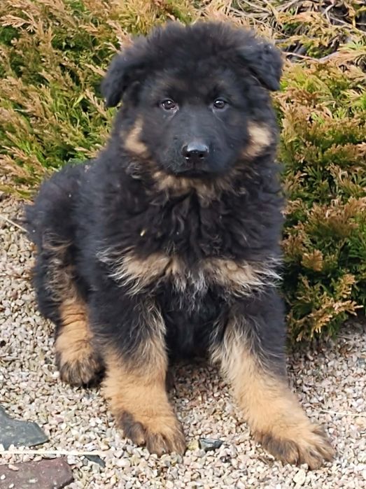 Owczarek niemiecki długowłosy