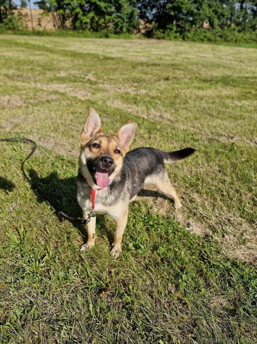 Kajko młody psiak szuka domu bez kotów i małych dzieci