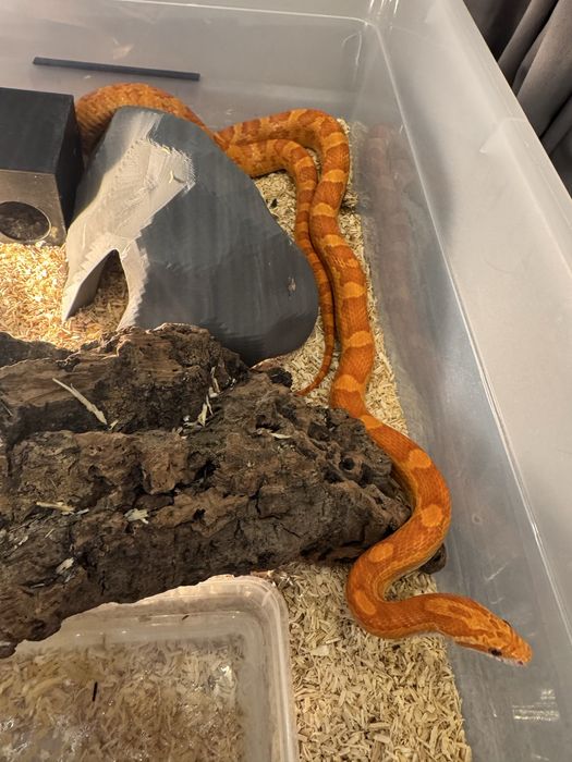 Wąż zbożowy samiec