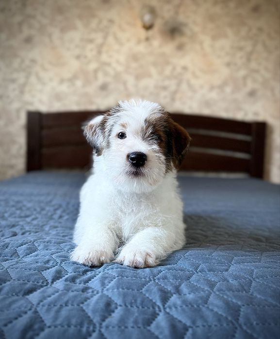 Чудовий хлопчик Джек Рассела