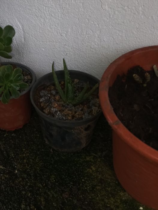 Catos de várias qualidades e vários preço