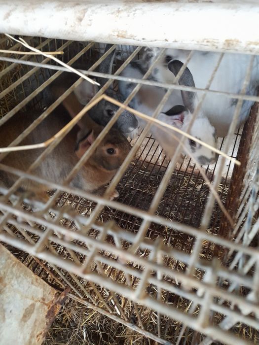 Coelhos caseiros arranjados 20€