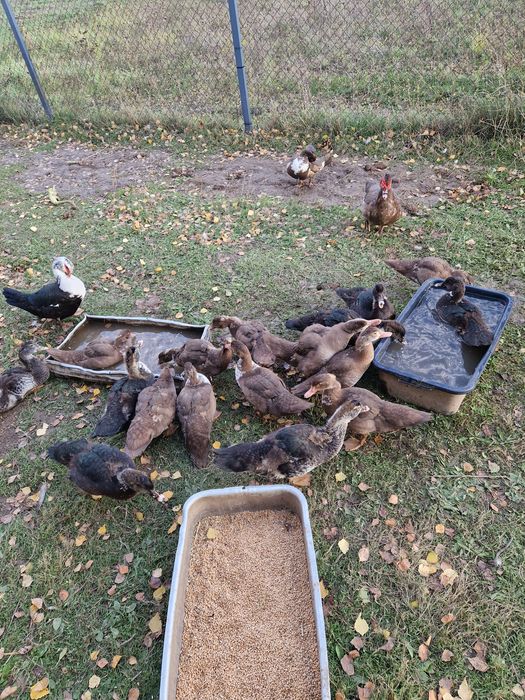 Мускусний качур , качка.