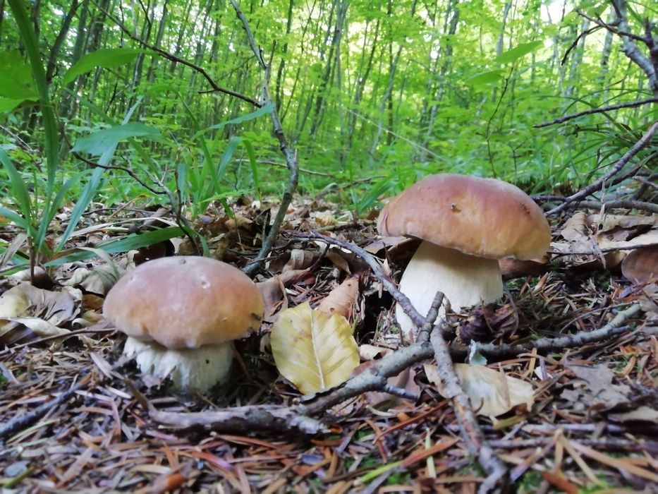 Гриби білі мариновані, консервовані, карпатські