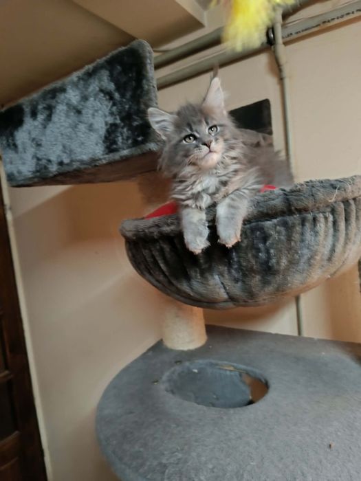 Piękna niebieska kotka Maine coon