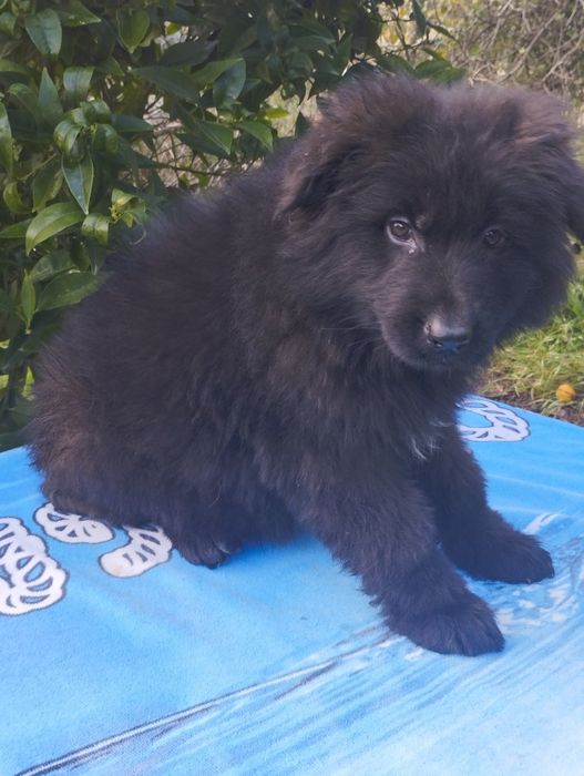 Pastor Alemão pêlo comprido com Lop