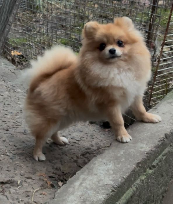 Померанська дівчинка - справжня леді